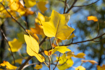 Beautiful branchs of tree with yellow bright leaves in blue sky background. Early autumn time. Lush gold foliage by soft sunlight. Orange leaf nature background. Warm weather in sunny day.