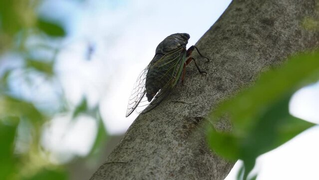 木を登るセミ