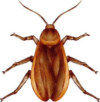 watercolor cockroach