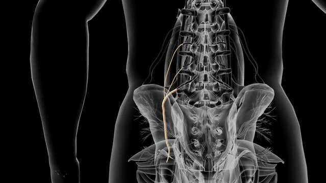 The femoral nerve is located in the pelvis and goes down the front of the leg.