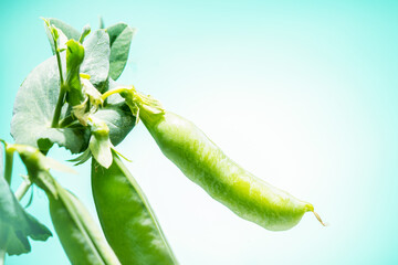 Pods of green peas grow on the garden. Place for text.