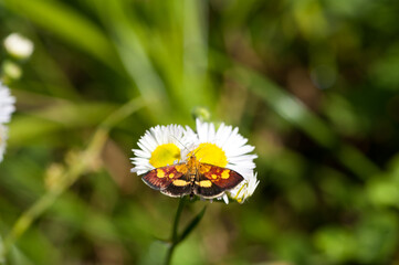 A mint moth on a white flower