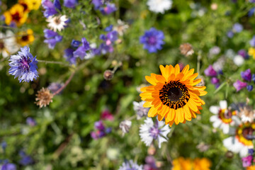 Variety of colourful wild flowers growing in the grass, photographed on a sunny day in midsummer in Surrey, UK. 