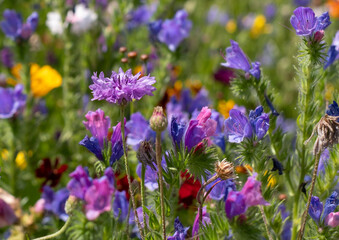 Wide variety of colourful wild flowers including corn marigold and cornflowers growing in the grass at Wisley garden, Surrey, UK. 