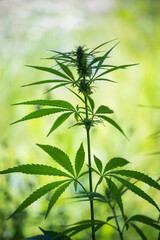 Closeup of hemp plant growing in a field