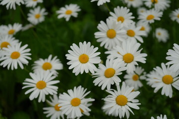 Obraz premium White Margarette flower - 白 マーガレット 花 
