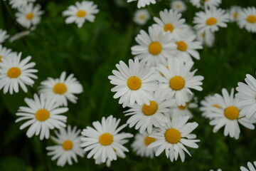 White Margarette flower - 白 マーガレット 花	