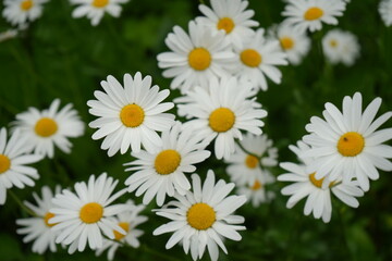 White Margarette flower - 白 マーガレット 花	