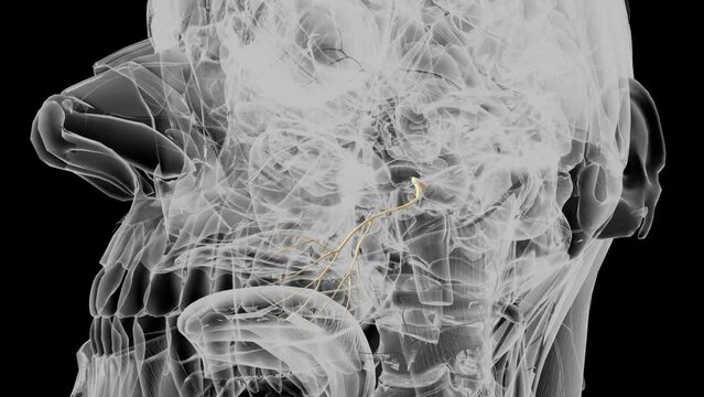 The buccal branch of the mandibular nerve contains sensory fibres .