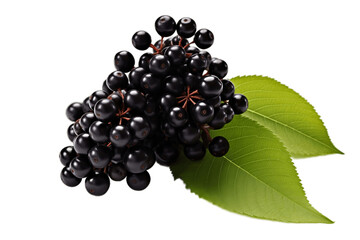 Elderberry Isolated on Transparent Background. AI