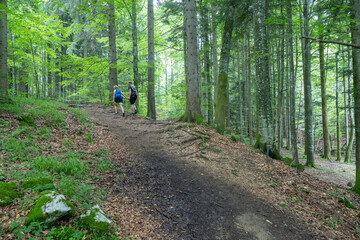 A Couple Walking in the Woods in Upper Austria near the Traunsee