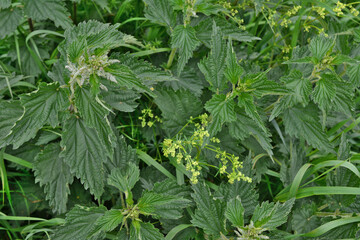 meadow with green nettle plants isolated close up 