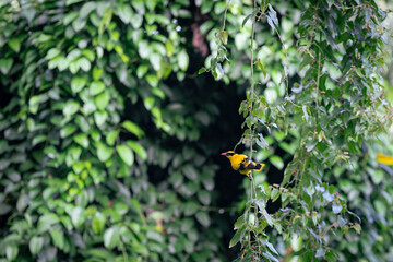 Yellow bird perched on a vine in a forest
