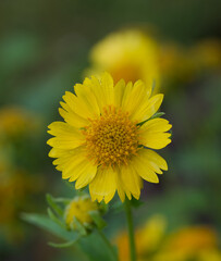 Beautiful close-up of a verbesina encelioides