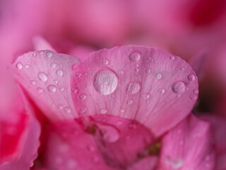 Fototapeta premium GOTAS EN ROSA