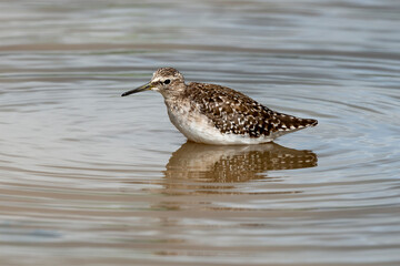 Chevalier sylvain,.Tringa glareola , Wood Sandpiper