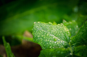 GOTAS VERDES