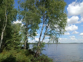 Rekyva forest and lake during sunny summer day. Pine and birch tree woodland. Wavy lake. Bushes and small trees are growing in woods. Sunny day with white clouds in blue sky. Nature. Rekyvos miskas.	