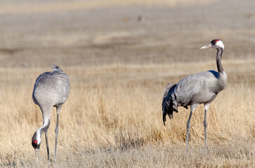GRULLAS EN GALLOCANTA