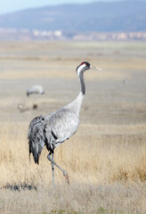 GRULLAS EN GALLOCANTA