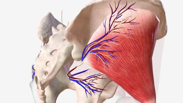 Inferior gluteal vein and nerve and artery .