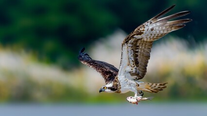 osprey