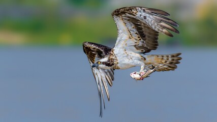 osprey