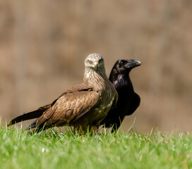 MILANO NEGRO Y CUERVO COMÚN