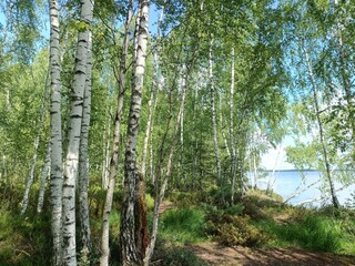 Rekyva forest and lake during sunny summer day. Pine and birch tree woodland. Wavy lake. Bushes and small trees are growing in woods. Sunny day with white clouds in blue sky. Nature. Rekyvos miskas.	