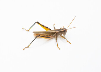 Two-striped Grasshopper
