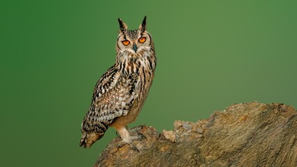 indian eagle owl