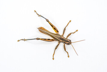 Two-striped Grasshopper From Above