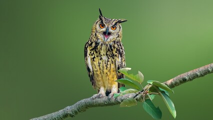 indian eagle owl