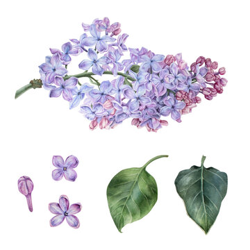 Branch of purple lilac. Flowers and leaves separately set. Watercolor botanical illustration. Hand drawn clipart isolated on a white background. Inflorescence of a shrub. For stickers, prints