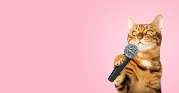 Cute kitty is holding a microphone.