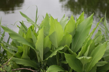 Ginger leaves in close up photos, The leaf looks so fresh and green