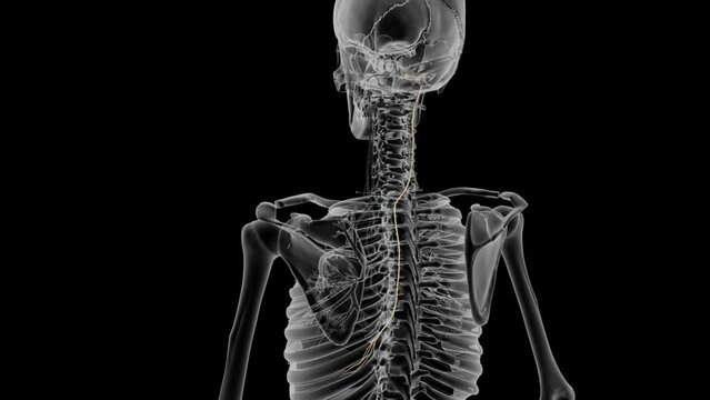 he vagus nerve, also known as the vagal nerves, are the main nerves of your parasympathetic nervous system .