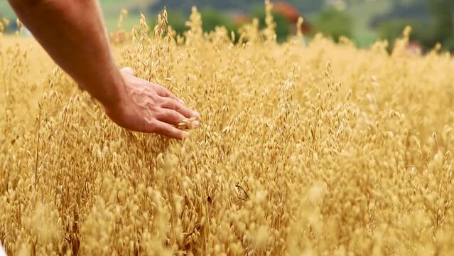 A man in a field of yellow oats runs his hand over the ears of corn