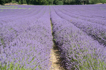 Naklejka na ściany i meble Beautiful lavender field with blooming lavandula flowers in Provence in july. Provence-Alpes-Cote d Azur, South of France, Europe.