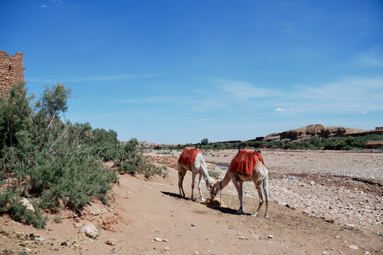 Cammelli nel deserto del Marocco