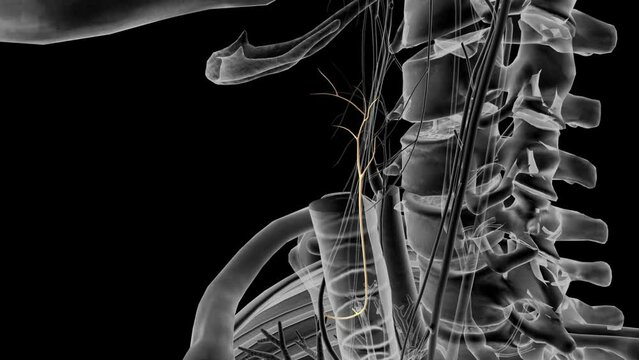 Right recurrent laryngeal nerve 3d .