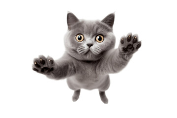 Stunning Grey-Blue British Shorthair/Blue Cat Jumping Towards the Camera