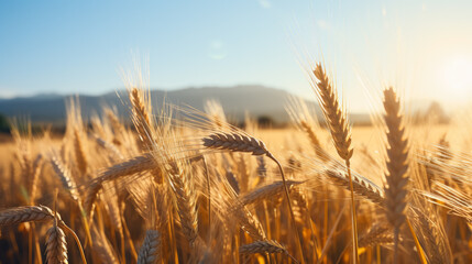 Barley field in the sunshine; ingredient for traditional Oktoberfest beer 