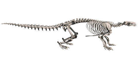 Fototapeta na wymiar Pangolin Animal Anatomy Skeleton Scientific Illustration Skull And Bones