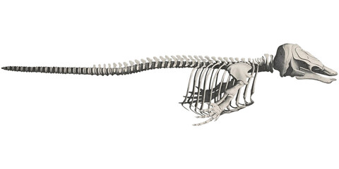 Narwhal Animal Anatomy Skeleton Scientific Illustration Marine Creature