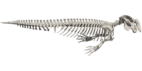 Dugong Manatee Animal Anatomy Skeleton Scientific illustration Marine Creature 