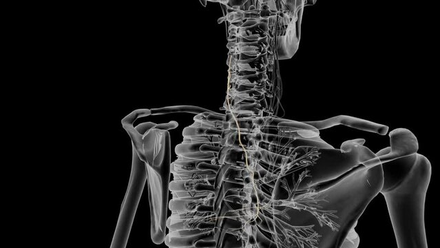 Left Phrenic Nerve. Passes anteriorly over the medial part of the left subclavian artery .