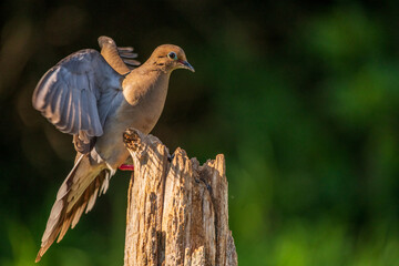 Dove lighting on a post
