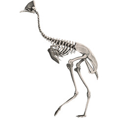 Cassowary Animal Anatomy Skeleton Scientific Illustration Giant Bird Skull And Bones