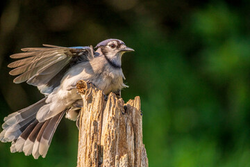 Blue Jay taking flight